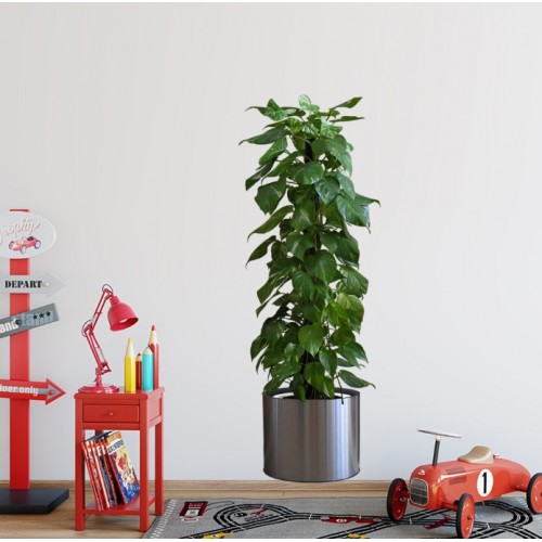 Saksılı Bitki Tasarımlı Yapışkanlı Sticker Resim 90*30 cm MC-665