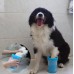 Welfare Köpek Pati Yıkama Aparatı KÜÇÜK